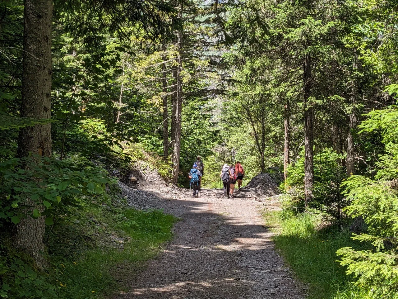 The forest path