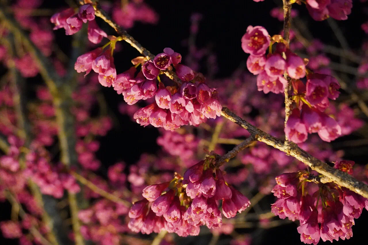 March 24th – Visiting the botanical garden by night (1/2)