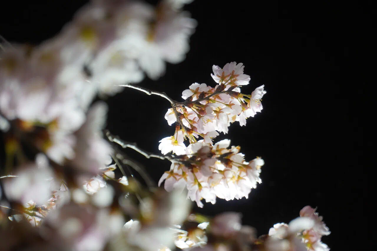 March 24th – Visiting the botanical garden by night (2/2)