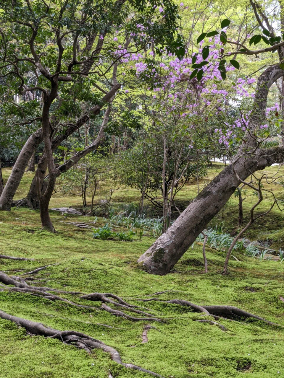 April 7th – Ginkakuji (2/2)