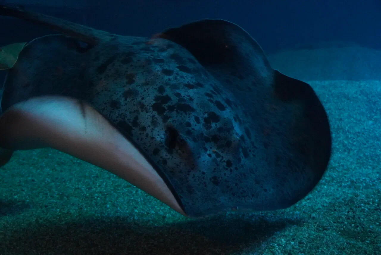 July 14th – Aquarium Kaiyukan (1/2)