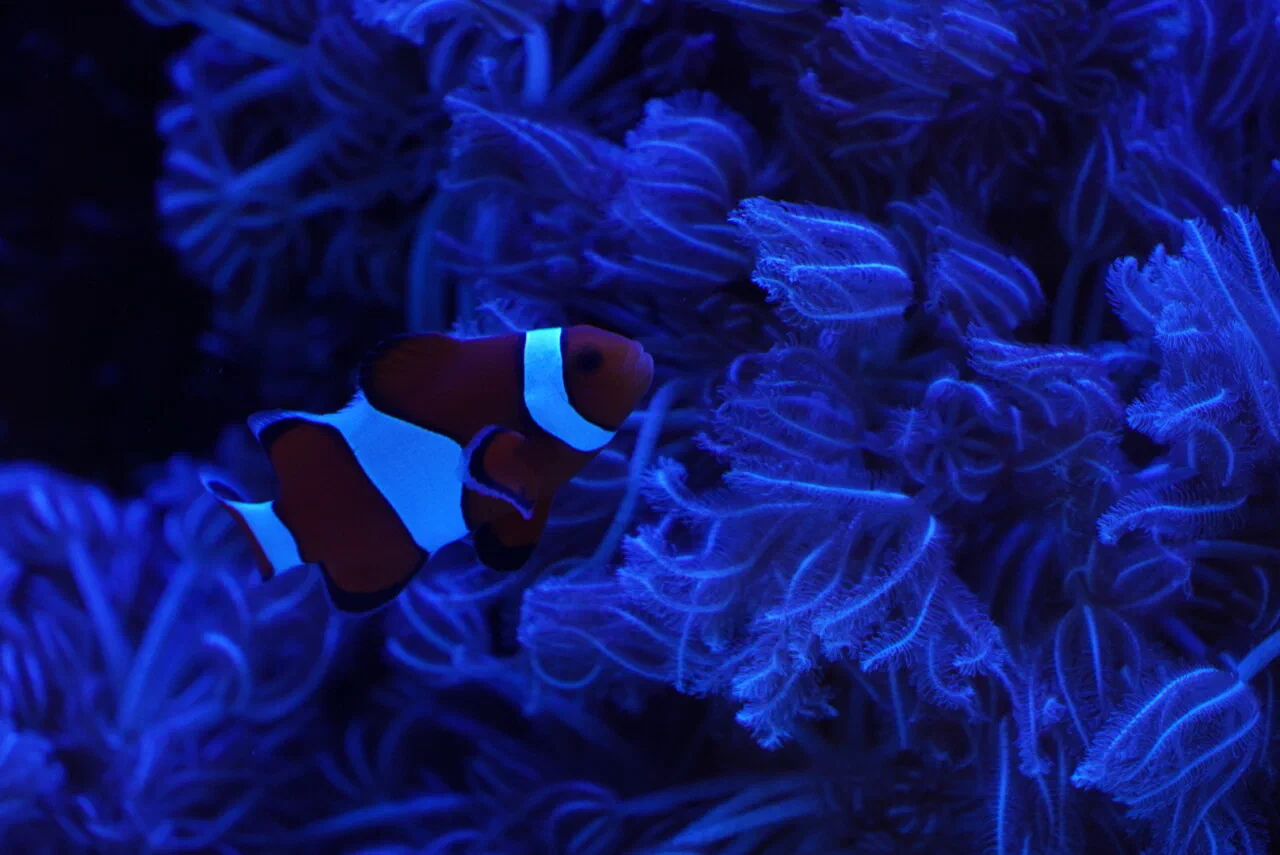 July 14th – Aquarium Kaiyukan (2/2)