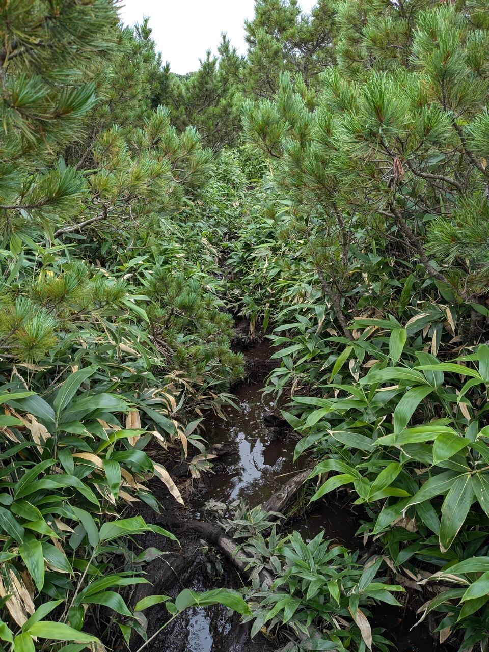 Welcome to the jungle