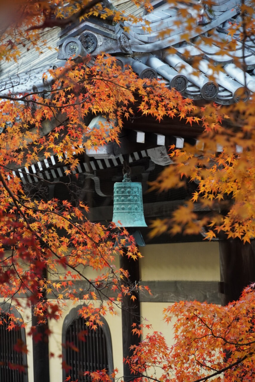 Momijis à Kyoto