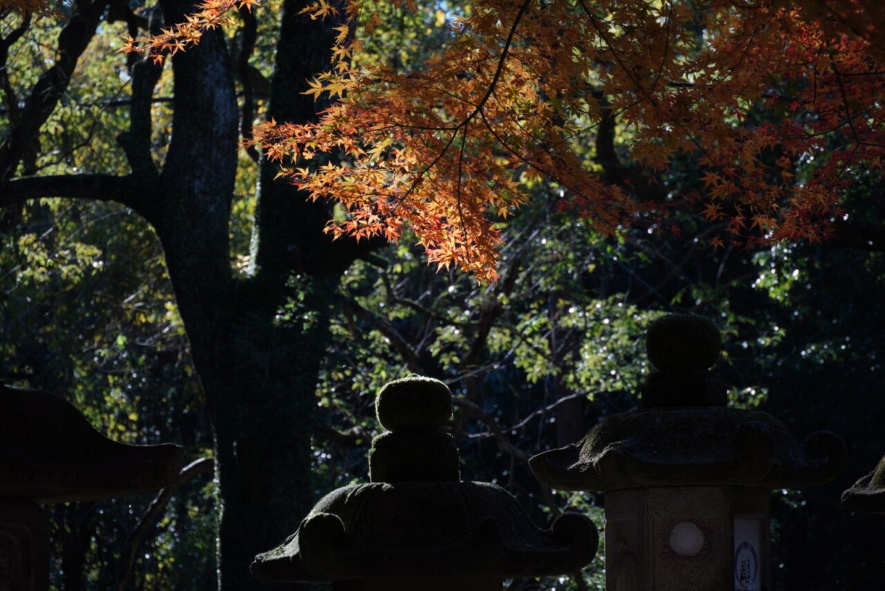 Momijis à Nara