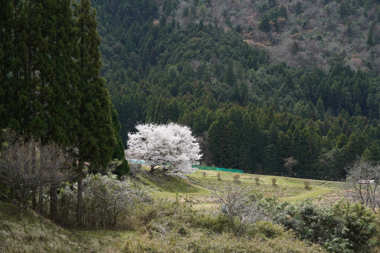 Blooming Miyama
